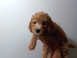 Redbrown Toypoodle