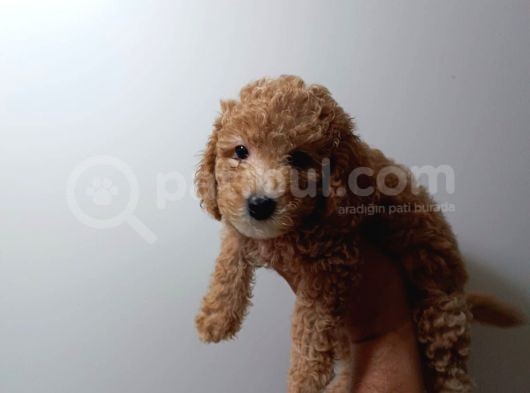 Redbrown Toypoodle görsel
