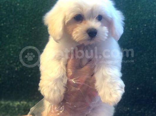 Maltese Terri̇er Bebekleri̇mi̇z Geldi̇