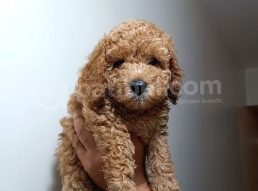 Redbrown Toypoodle görsel