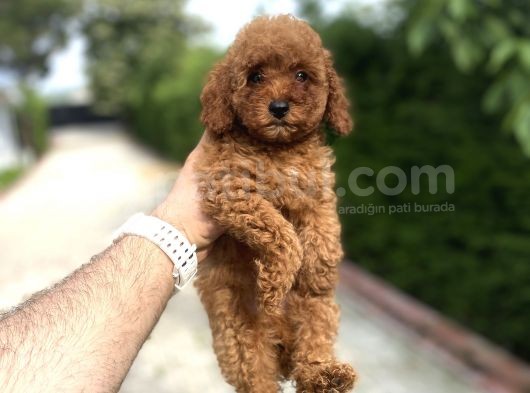 Red Di̇şi̇ Aşili Poodle Bebekler A Kali̇te