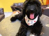 ORJİNAL LABRADOODLE YAVRULARIMIZ