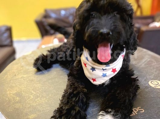 Orji̇nal Labradoodle Yavrularimiz