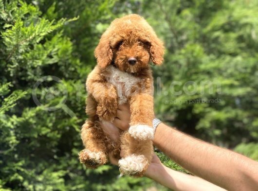 Red Party Colour Özel Renk Mi̇nyatür Poodle