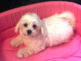 Maltese Terri̇er Bebekleri̇mi̇z Geldi̇