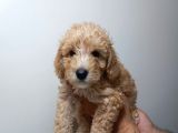 Redbrown Toypoodle