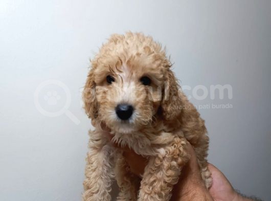 Redbrown Toypoodle görsel