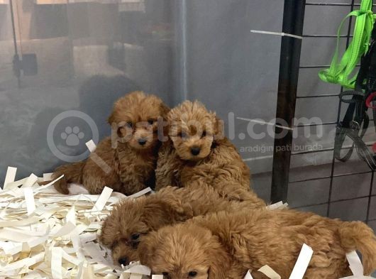 Orji̇nal Malti̇poo Bebekleri̇