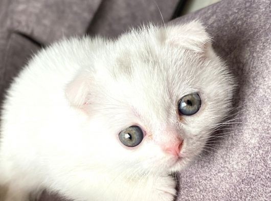 Scottish Fold Kedi görsel