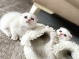 Scottish Fold kedi