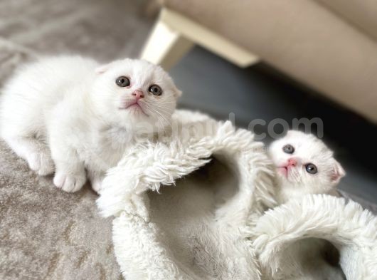 Scottish Fold Kedi