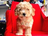 ORJİNAL MALTİPO YAVRULAR