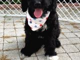 Orji̇nal Labradoodle Yavrularimiz