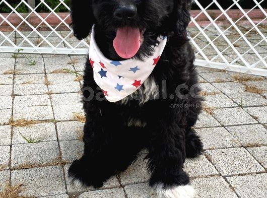 Orji̇nal Labradoodle Yavrularimiz görsel