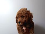 Redbrown Toypoodle