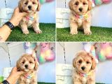 Süper Malti̇poo Bebekleri̇mi̇z
