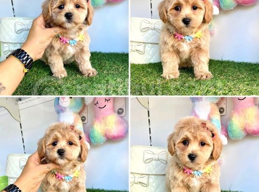 Süper Malti̇poo Bebekleri̇mi̇z