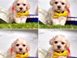 ORJİNAL MALTİPOO BEBEKLERİMİZ