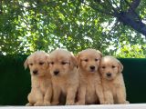 Golden Bebekler