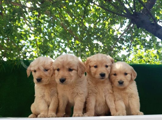 Golden Bebekler görsel