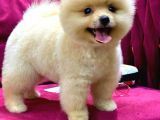 2 aylık Pomeranian yavrular 