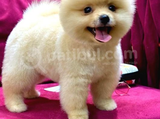 2 Aylık Pomeranian Yavrular 