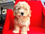 Orji̇nal Malti̇po Yavrular