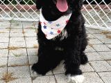 Orji̇nal Labradoodle Yavrularimiz