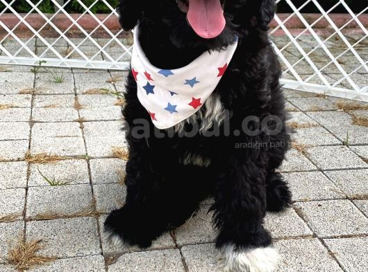 Orji̇nal Labradoodle Yavrularimiz görsel