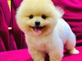 2 Aylık Pomeranian Yavrular 