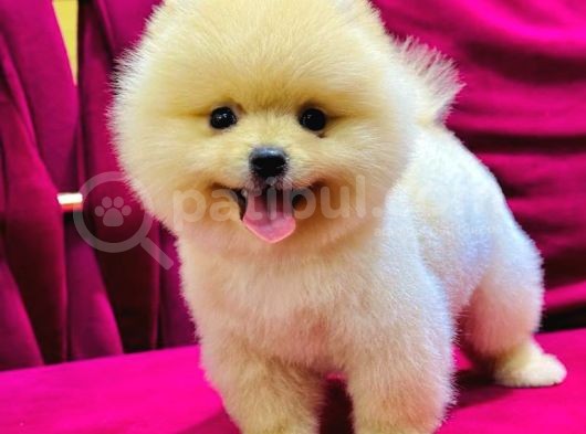 2 Aylık Pomeranian Yavrular  görsel