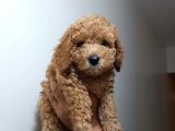 Redbrown Toypoodle