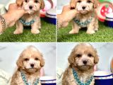 SÜPER KALİTE MALTİPOO BEBEKLERİMİZ