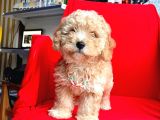 Orji̇nal Malti̇po Yavrular