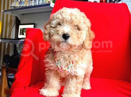 Orji̇nal Malti̇po Yavrular görsel