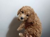Redbrown toypoodle