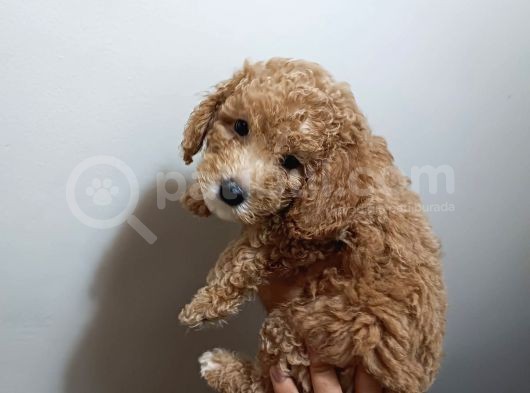 Redbrown Toypoodle