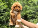 Red Party Colour Özel Renk Mi̇nyatür Poodle