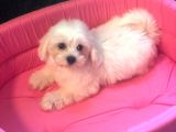 Maltese Terri̇er Bebekleri̇mi̇z Geldi̇