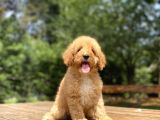 Bebek Suratli Sevi̇mli̇ Poodle Yavrumuz