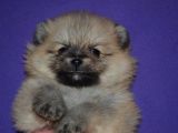 ORJİNAL POMERANİAN BOO YAVRUMUZ