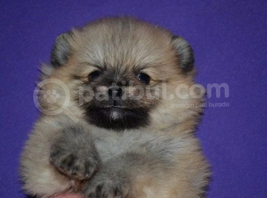 Orji̇nal Pomerani̇an Boo Yavrumuz