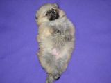 Orji̇nal Pomerani̇an Boo Yavrumuz