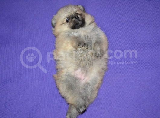 Orji̇nal Pomerani̇an Boo Yavrumuz görsel