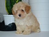 MÜKEMMEL MALTİPOO YAVRULARIMIZ