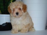 Mükemmel Malti̇poo Yavrularimiz