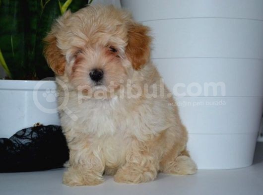 Mükemmel Malti̇poo Yavrularimiz görsel