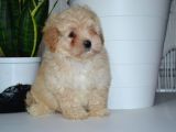 Mükemmel Malti̇poo Yavrularimiz