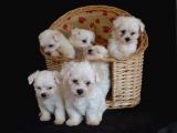 Show Kali̇te Maltese Terri̇er Yavrularimiz
