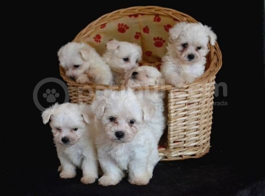 Show Kali̇te Maltese Terri̇er Yavrularimiz görsel